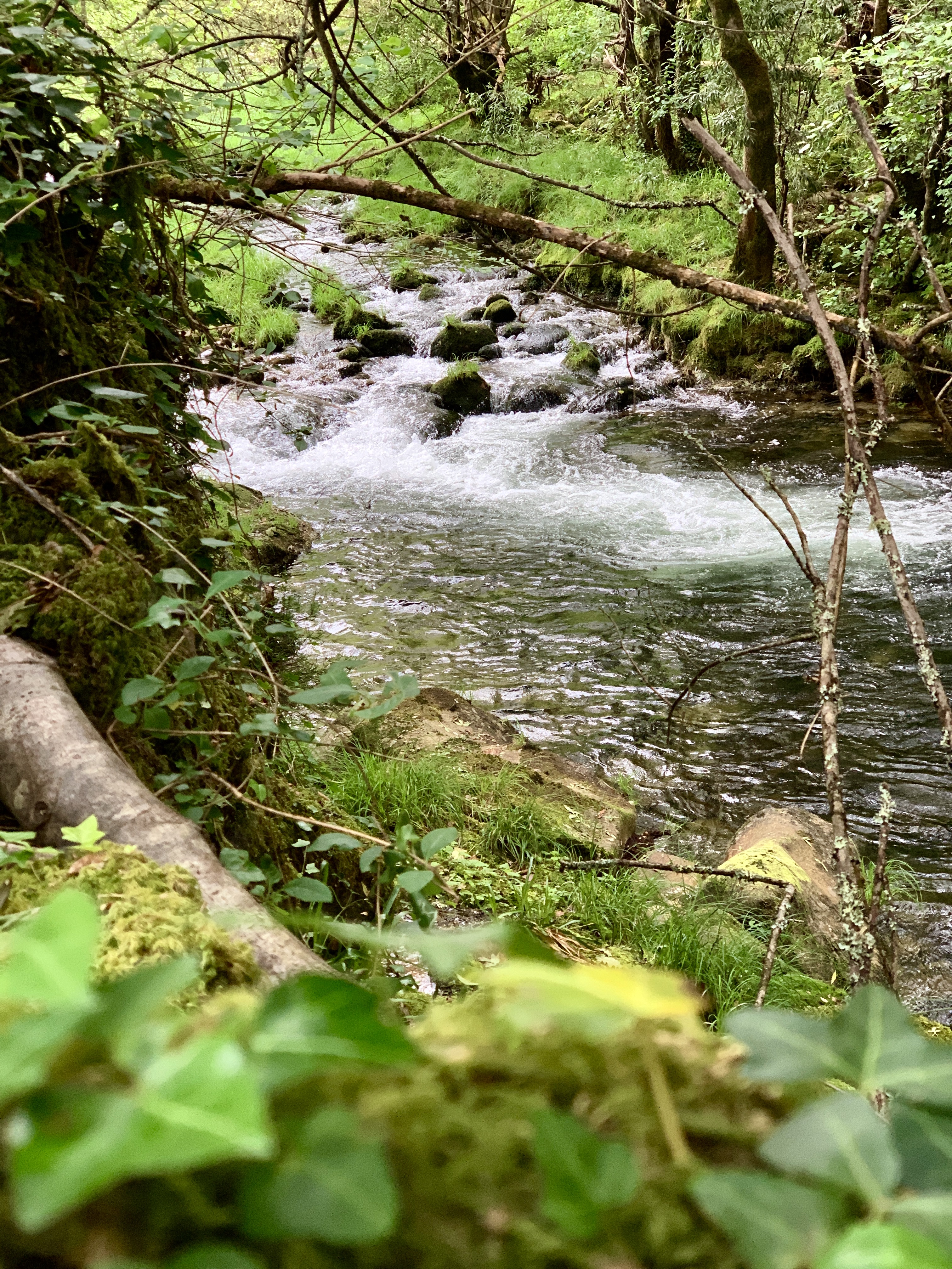 IMG_2317.jpeg