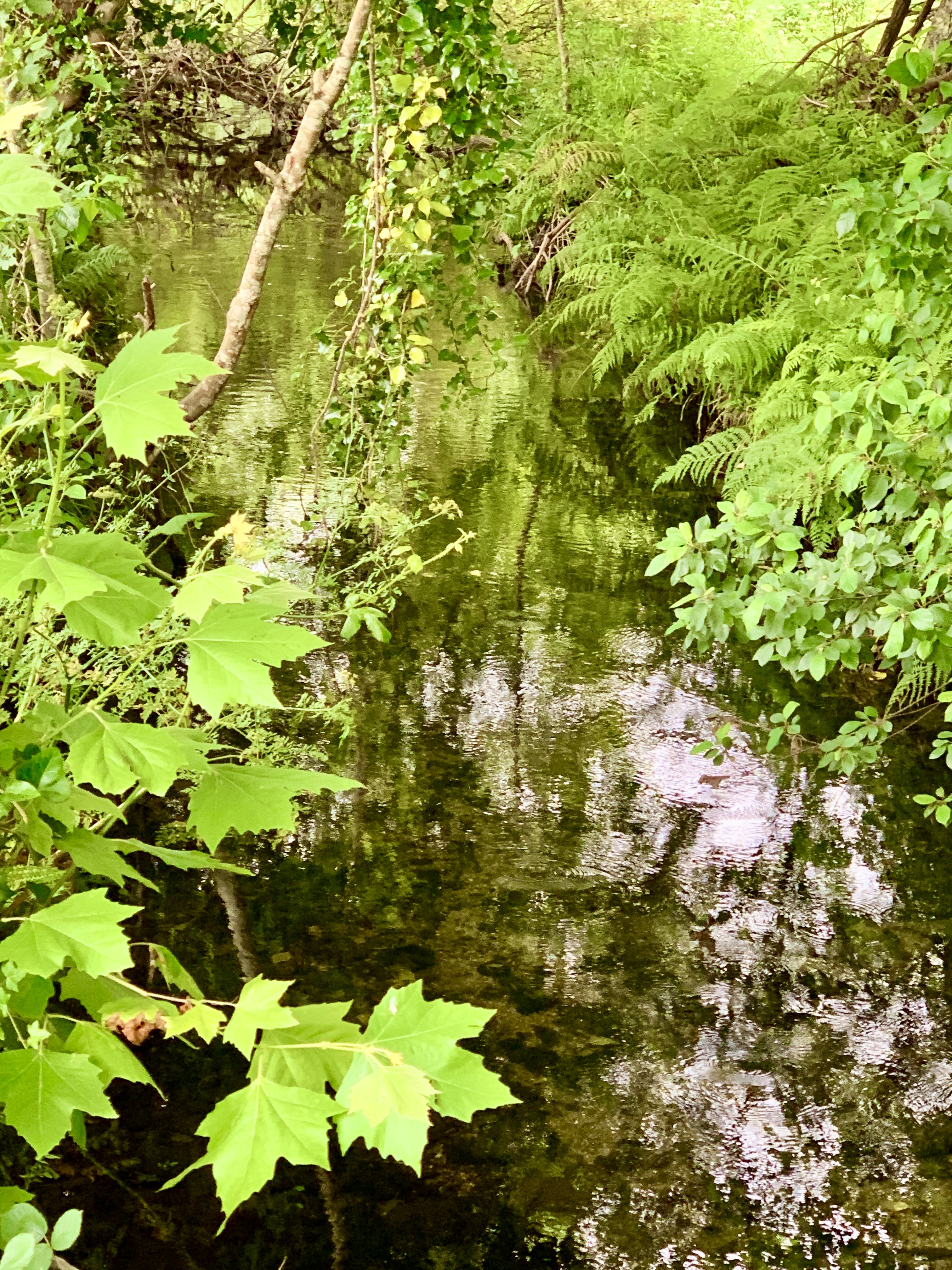 IMG_2372.jpeg