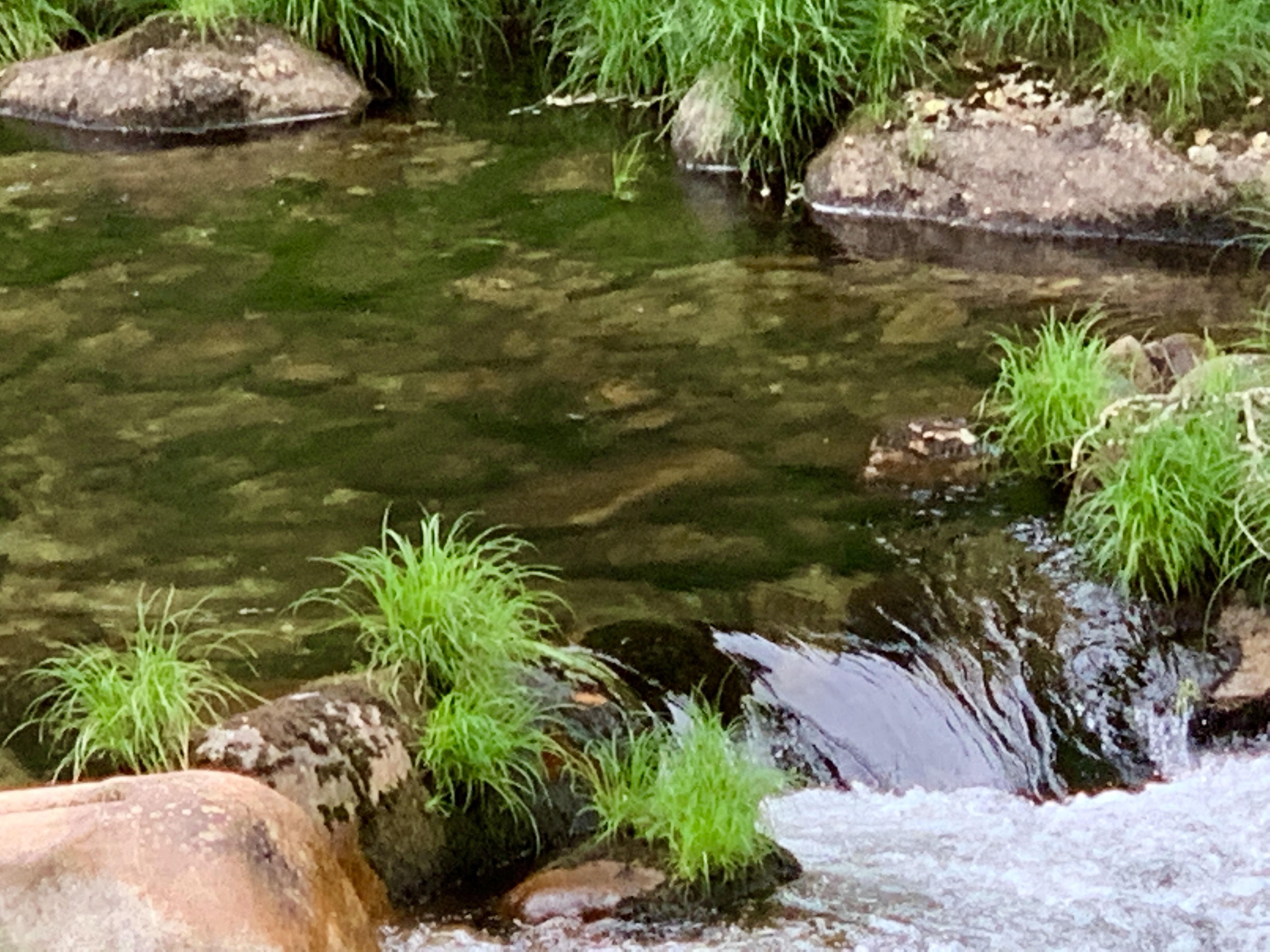 IMG_2473.jpeg