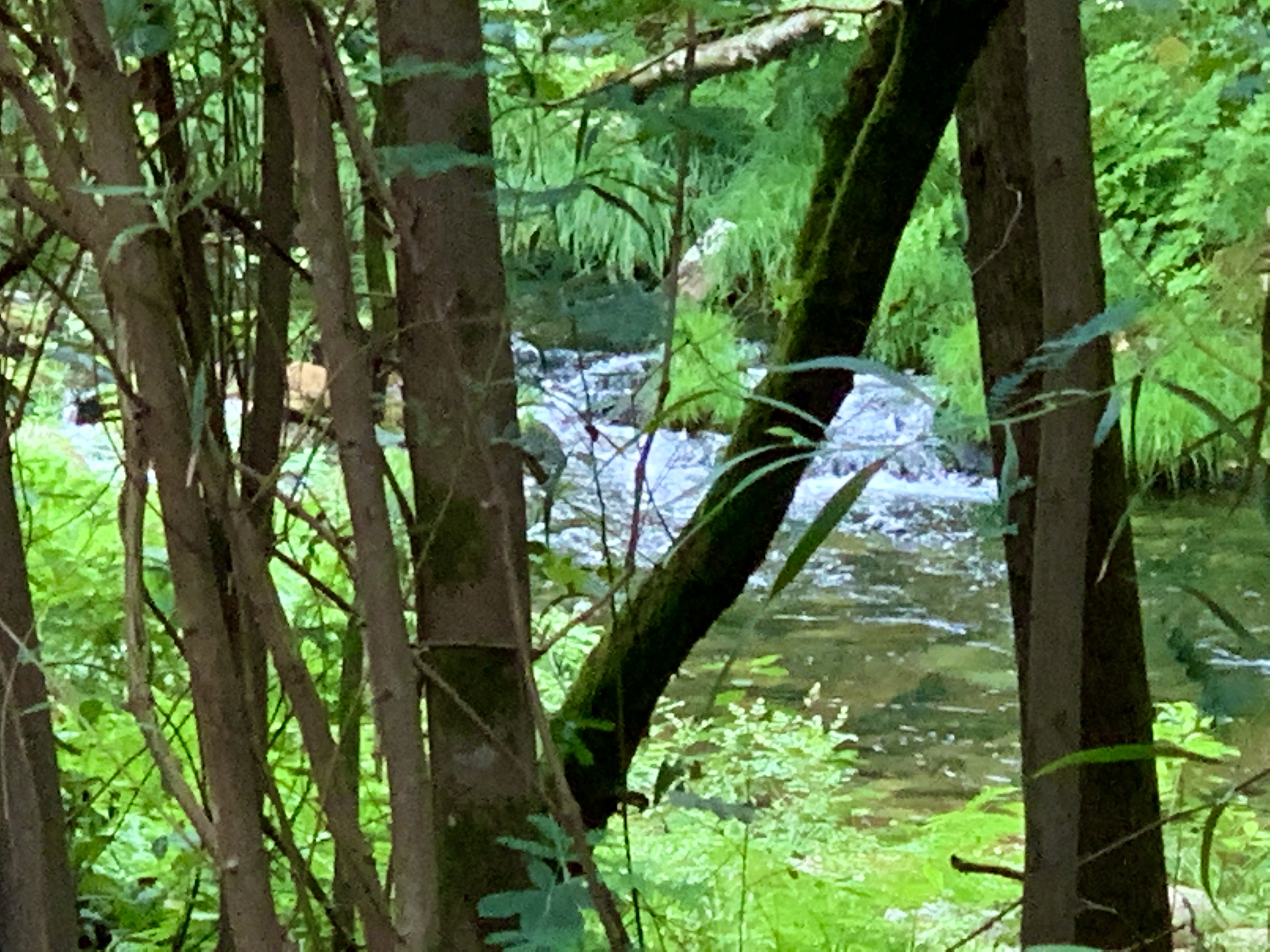 IMG_2467.jpeg