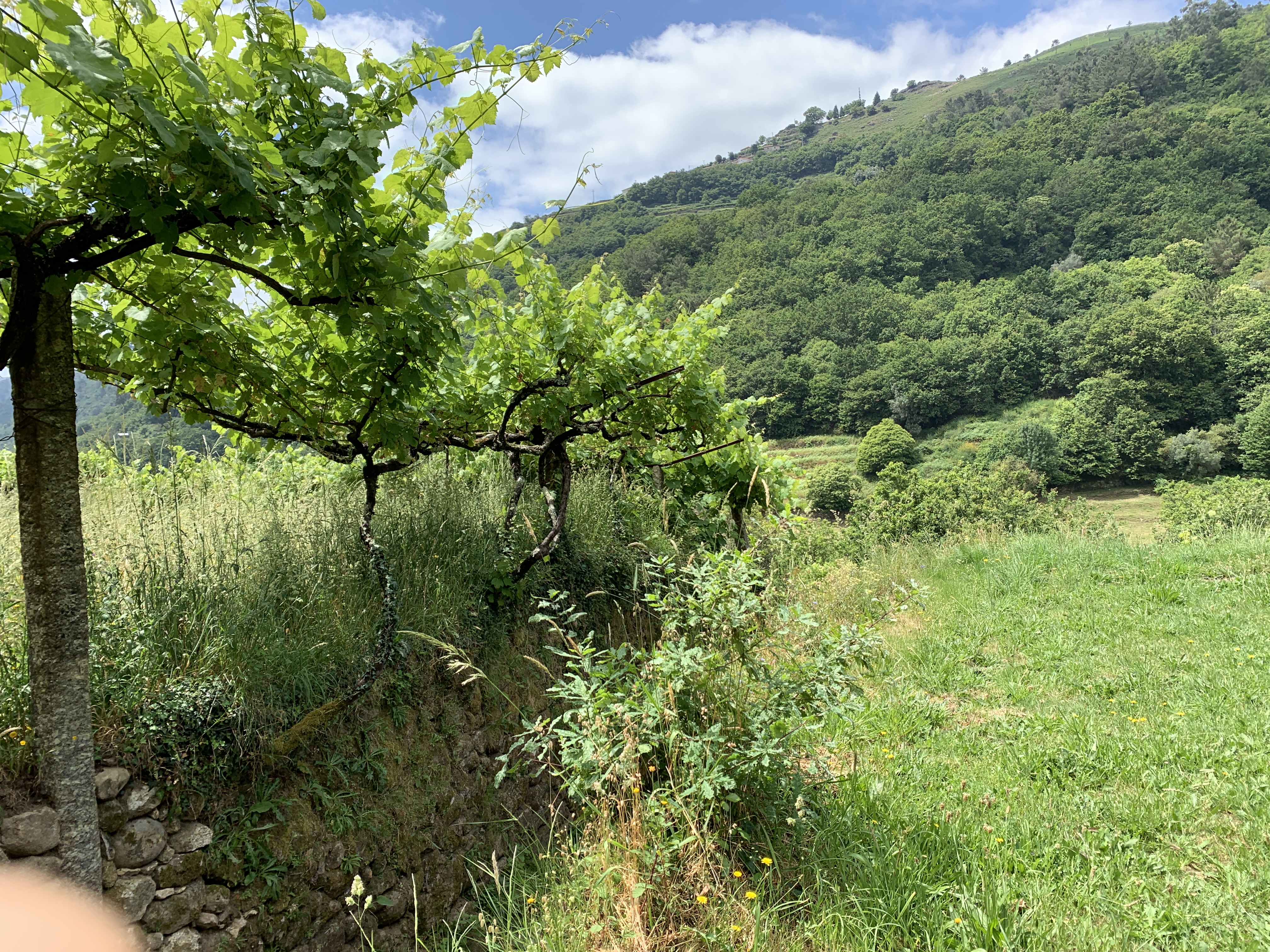 IMG_2585.jpeg