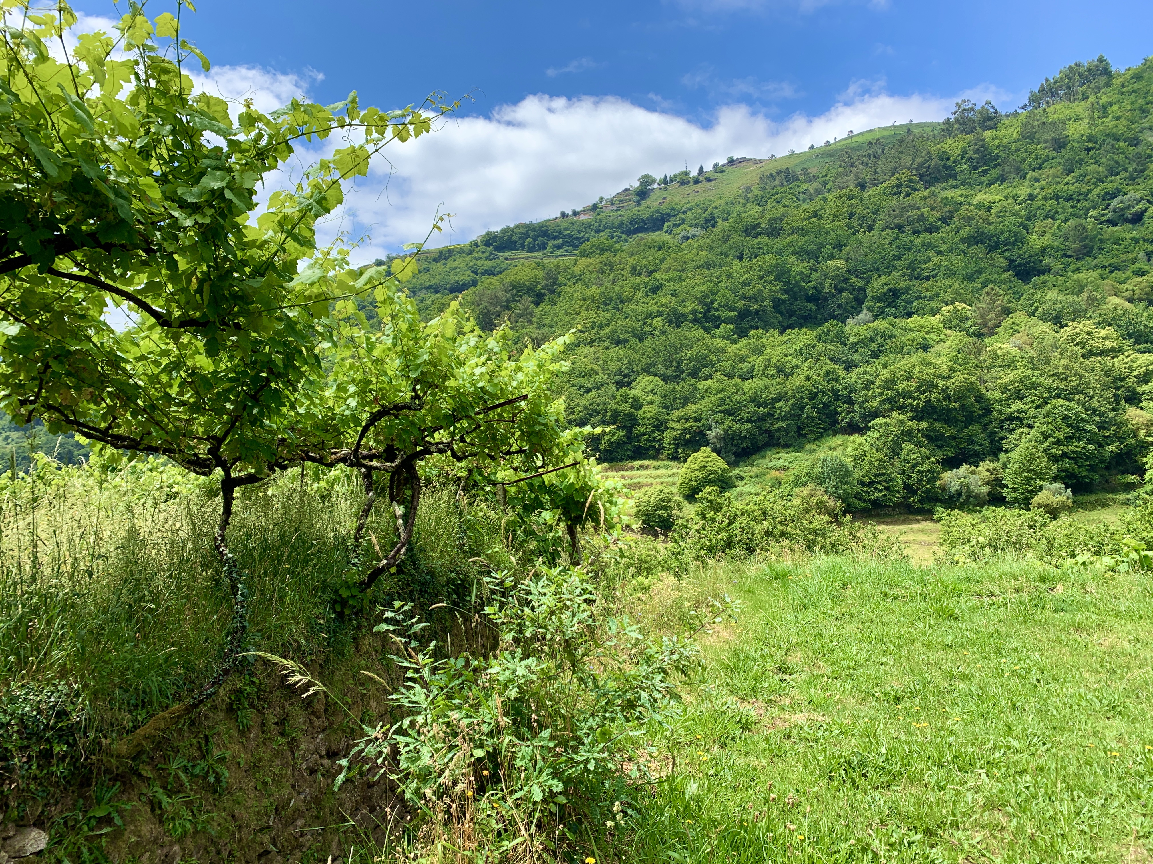 IMG_2584.jpeg